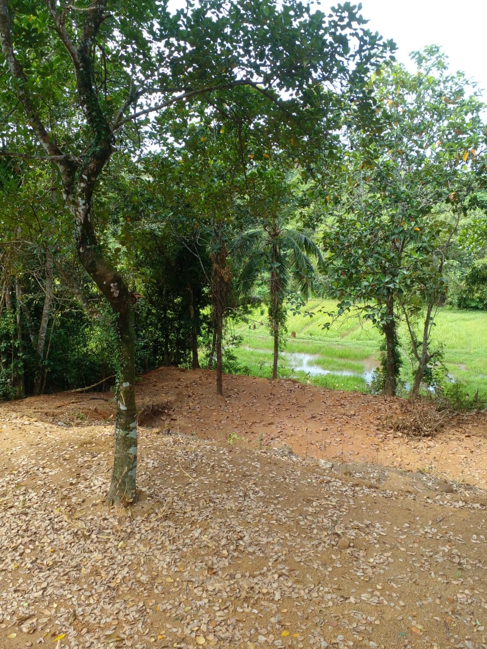 Paddy field facing land for sale